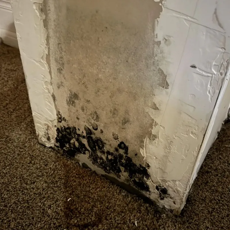 Professional Mold Removal in Cache, OK